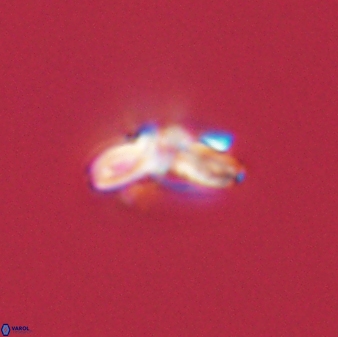 Cyclagelosphaera tetracycla 58444