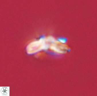 Cyclagelosphaera tetracycla 58444
