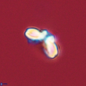 Cyclagelosphaera tetracycla 58446