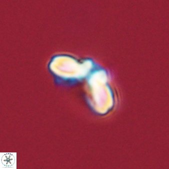 Cyclagelosphaera tetracycla 58446