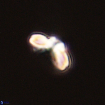 Cyclagelosphaera tetracycla 58447