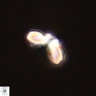 Cyclagelosphaera tetracycla 58447