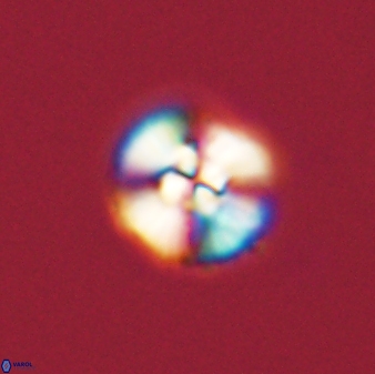Cyclagelosphaera tetracycla 58448