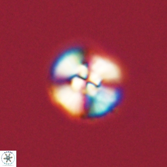 Cyclagelosphaera tetracycla 58448