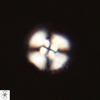 Cyclagelosphaera tetracycla 58449