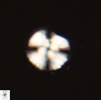 Cyclagelosphaera tetracycla 58450