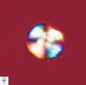 Cyclagelosphaera tetracycla 58451
