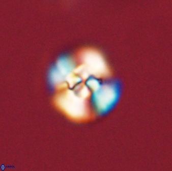 Cyclagelosphaera tetracycla 58452