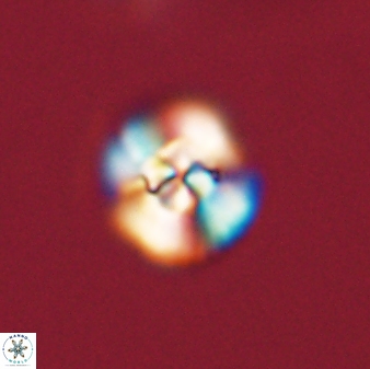 Cyclagelosphaera tetracycla 58452
