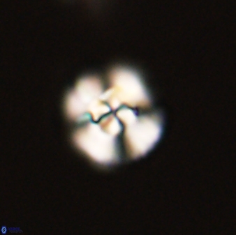 Cyclagelosphaera tetracycla 58453