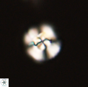 Cyclagelosphaera tetracycla 58453