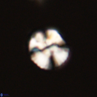 Cyclagelosphaera tetracycla 58454