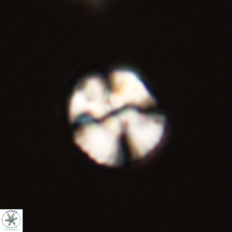 Cyclagelosphaera tetracycla 58454