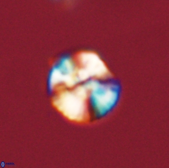 Cyclagelosphaera tetracycla 58455