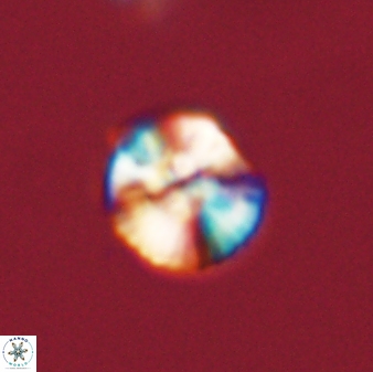 Cyclagelosphaera tetracycla 58455