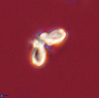 Cyclagelosphaera tetracycla 58456