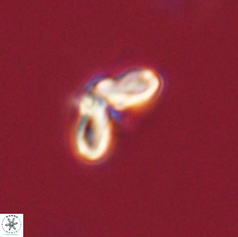 Cyclagelosphaera tetracycla 58456