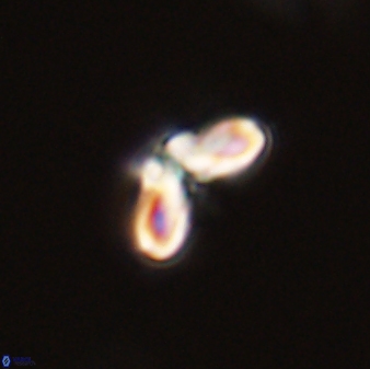 Cyclagelosphaera tetracycla 58457
