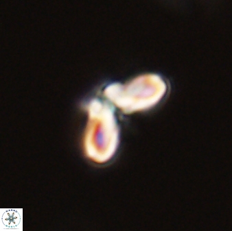 Cyclagelosphaera tetracycla 58457