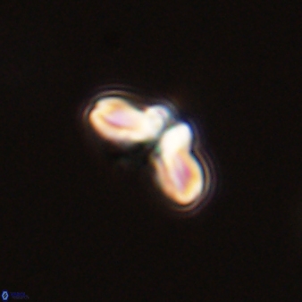 Cyclagelosphaera tetracycla 58458