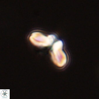 Cyclagelosphaera tetracycla 58458