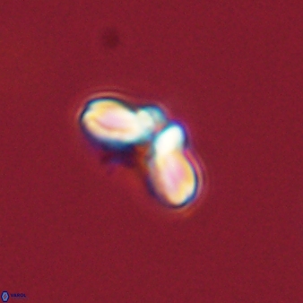Cyclagelosphaera tetracycla 58459