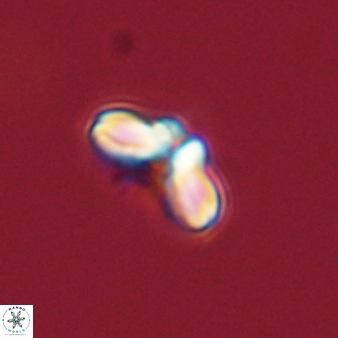 Cyclagelosphaera tetracycla 58459