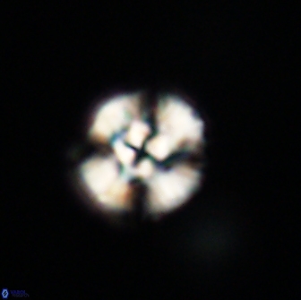 Cyclagelosphaera tetracycla 64213