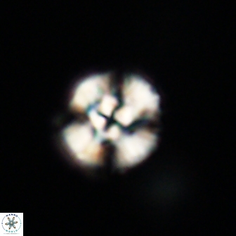 Cyclagelosphaera tetracycla 64213