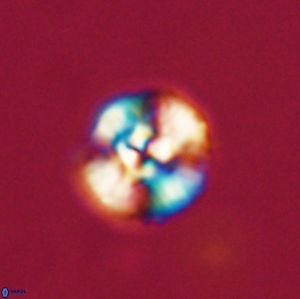 Cyclagelosphaera tetracycla 64214