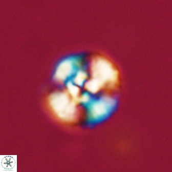 Cyclagelosphaera tetracycla 64214
