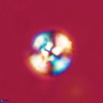 Cyclagelosphaera tetracycla 64215