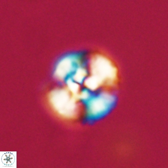 Cyclagelosphaera tetracycla 64215