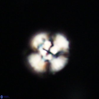 Cyclagelosphaera tetracycla 64216