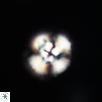 Cyclagelosphaera tetracycla 64216