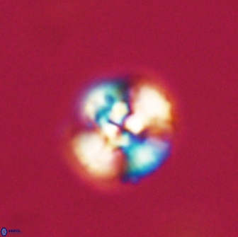 Cyclagelosphaera tetracycla 64217