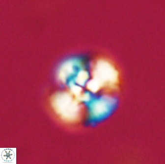 Cyclagelosphaera tetracycla 64217