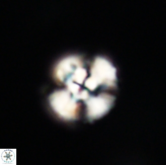 Cyclagelosphaera tetracycla 64218