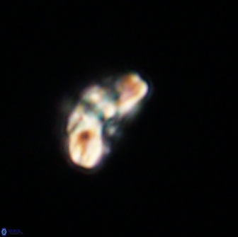 Cyclagelosphaera tetracycla 64219