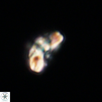 Cyclagelosphaera tetracycla 64219