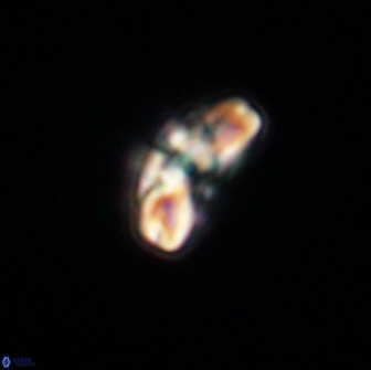 Cyclagelosphaera tetracycla 64220