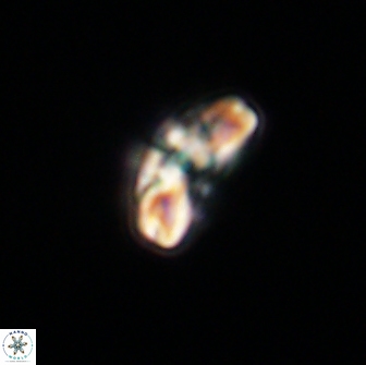 Cyclagelosphaera tetracycla 64220