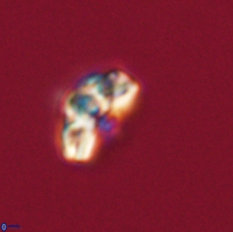 Cyclagelosphaera tetracycla 64222