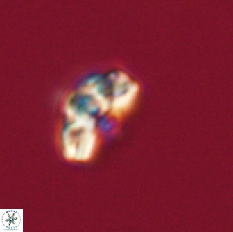 Cyclagelosphaera tetracycla 64222