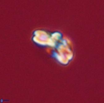 Cyclagelosphaera tetracycla 64223