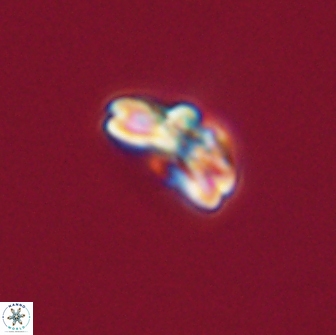 Cyclagelosphaera tetracycla 64223