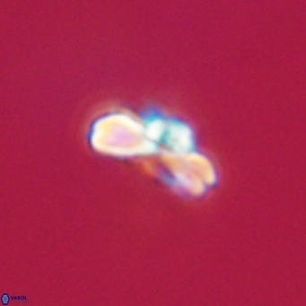 Cyclagelosphaera tetracycla 64227