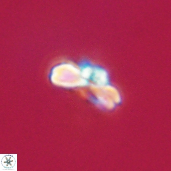 Cyclagelosphaera tetracycla 64227