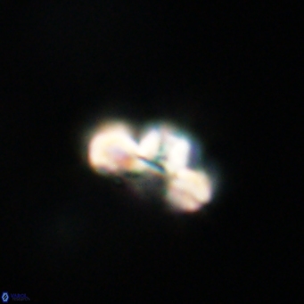 Cyclagelosphaera tetracycla 64228