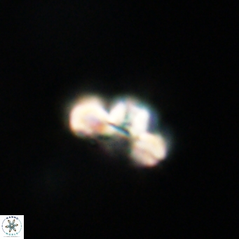 Cyclagelosphaera tetracycla 64228